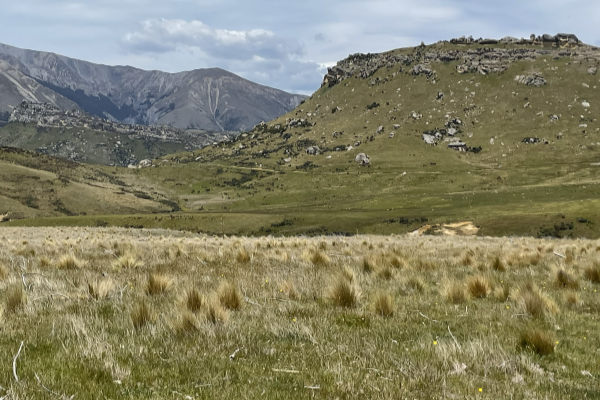 Flock Hill stream with tussock and grass instead of wildings 