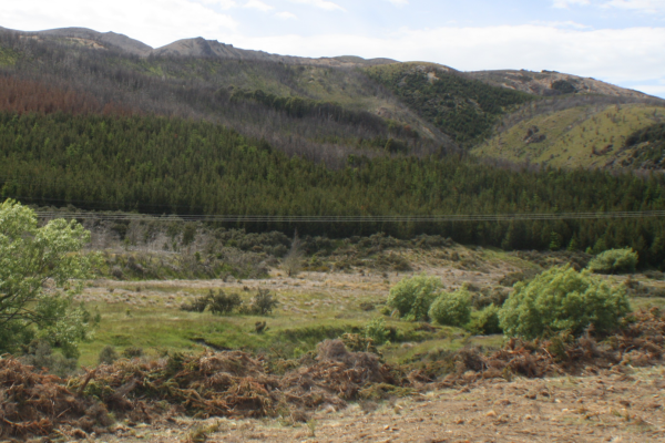 Flock Hill under Pinus contorta cover, 2016