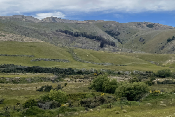 Flock Hill returned to grazing country, 2025