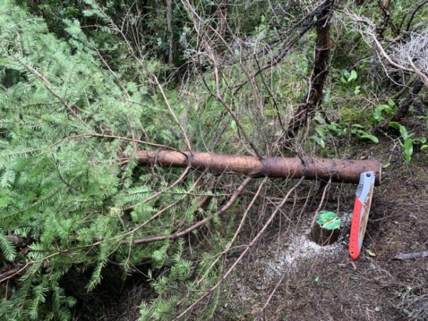 Image of cut wilding tree with hand saw and stump painted