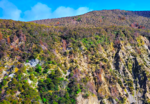 Wilding control on Taruarau faces - Kaimanawa MU - photo credit Thalia Sachtleben (DOC)