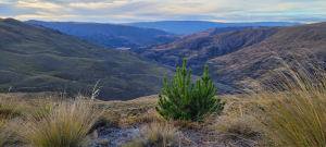 Pinus contorta growing on the ridgeline at Coal Pit saddle on PCL, eying up the Nevis Valley in the distance. Left another year this would have been coning (road in the image is the track descending from Coal Pit Saddle to the Doolans creek). 2593 trees controlled in this ground operation