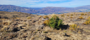 Double Rock Kawarau - wilding work