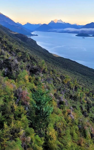 Lake Whakatipu douglas fir
