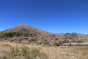 Red Gate Shelterbelt wilding control work, Marlborough