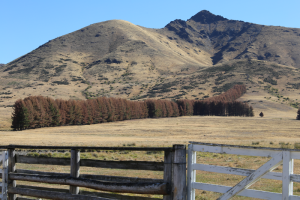 Tarndale Shelterbelts wilding control work 