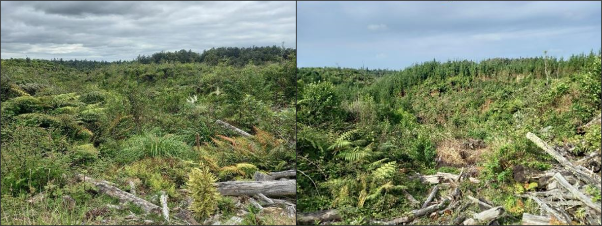 Progress photos of wildings controlled in the Kaharoa Conservation area