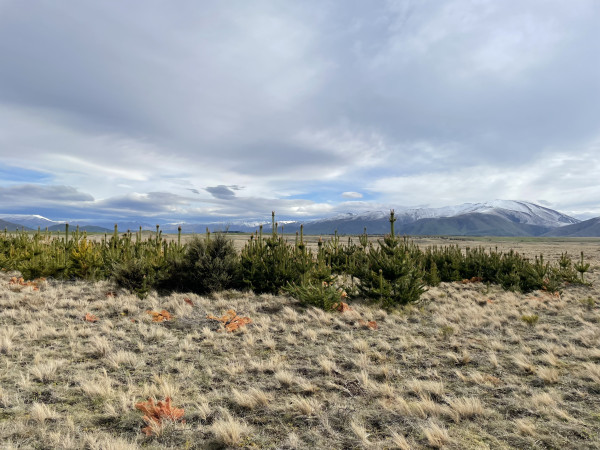 photo of wildings in an otherwise tussock landscape, with mountains in distance