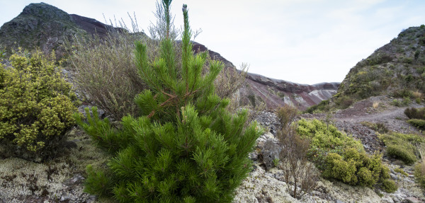 Lone wilding pine on Mt Tarawera