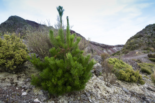 Photo of a lone wilding pine growing on Mt Tarawera