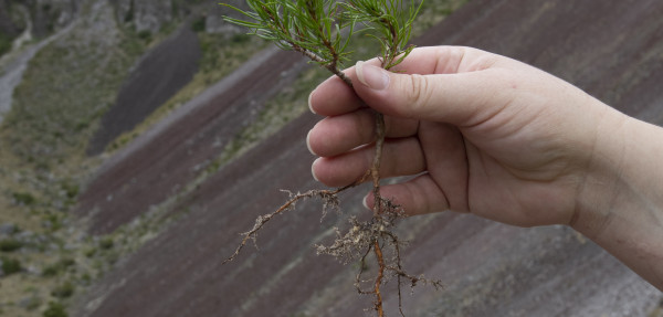 Young wilding pine pulled from the ground at Mt Tarawera