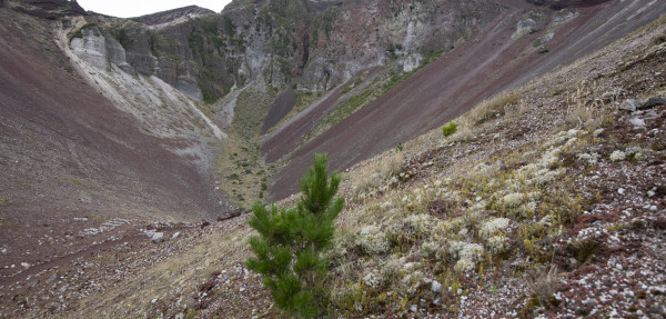 Young wilding pine at Mt Tarawera