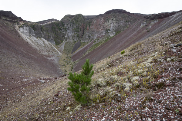 Image of a young wilding pine near the crater of Mt Tarawera