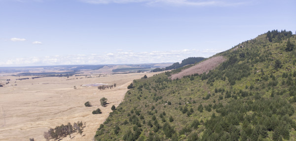 Drone photo above Orakei Korako with wilding pines on side of hill