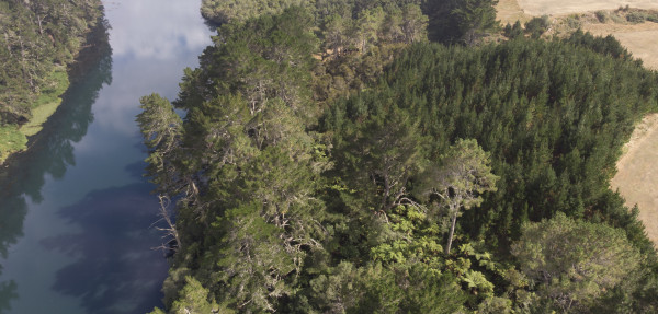 Drone photo above Orakei Korako with wilding pines on banks of Waikato River
