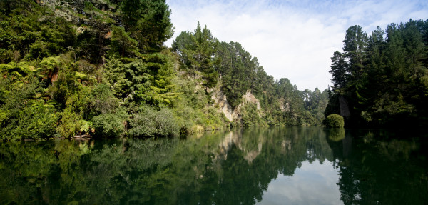 Wilding pines on bank of the Waikato River