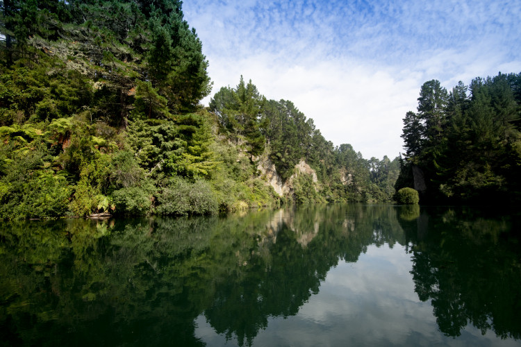 Photo of Waikato River near Orakei Korako with wilding pines on the side of the bank.