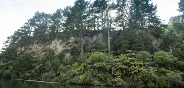 Mature wilding pines on the bank of the Waikato River