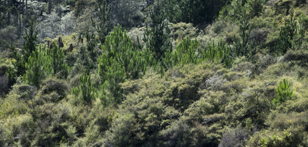 Young wilding pines at Orakei Korako