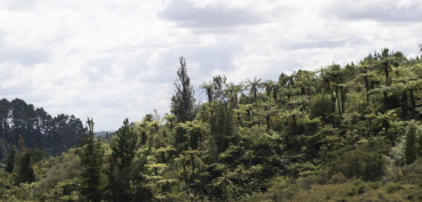 Native trees with wilding pines at Orakei Korako