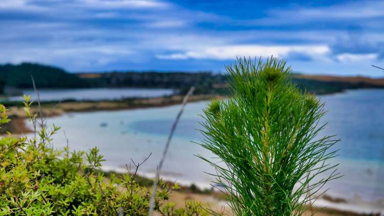 Photo close up of wilding pine seedling with Kai Iwiw Lakes in the background