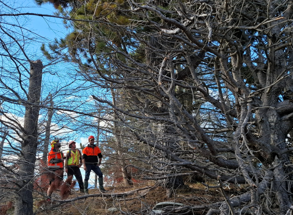Photo of three people wearing protective gear standing under large dead wilding trees